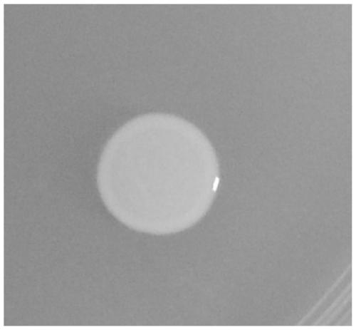 Bradyrhizobium sp. suitable for drug resistance, stress resistance and nitrogen fixation in Huanghuai region and application of Bradyrhizobium sp.