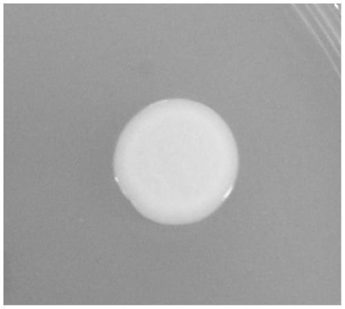 Bradyrhizobium sp. suitable for drug resistance, stress resistance and nitrogen fixation in Huanghuai region and application of Bradyrhizobium sp.