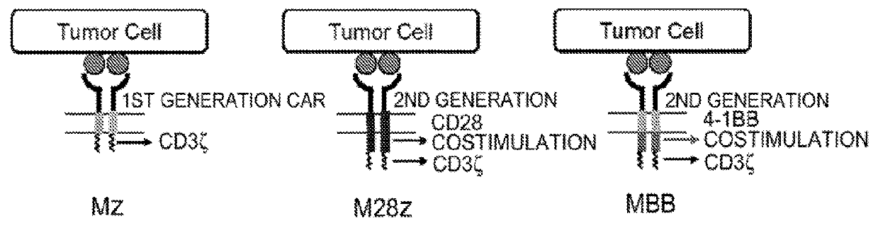 Immune cell compositions and methods of use