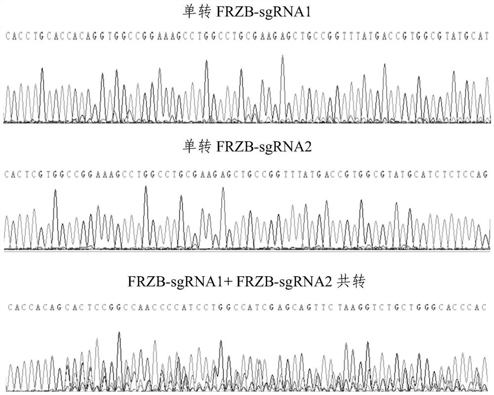 Double sgRNA targeting frzb gene knockout and frzb gene knockout porcine fibroblast cell line and its application
