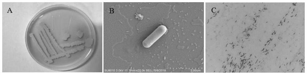 Bacillus amyloliquefaciens strain and application thereof in prevention and treatment of apple continuous cropping obstacles