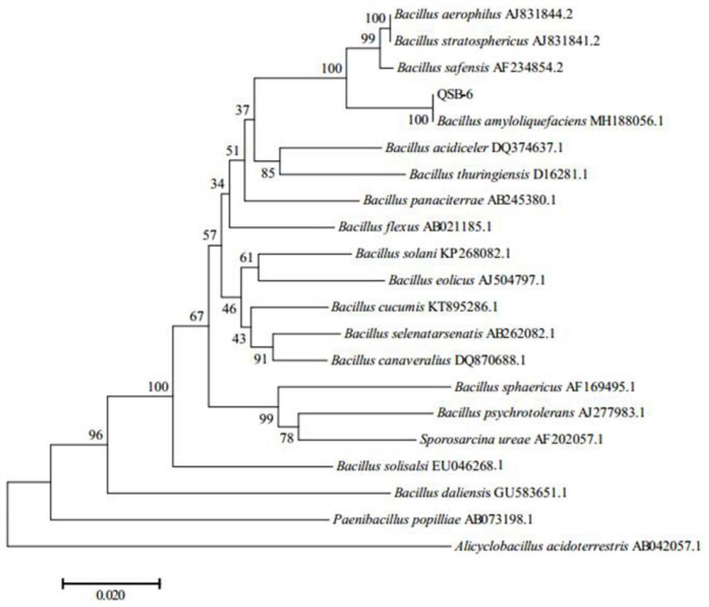 Bacillus amyloliquefaciens strain and application thereof in prevention and treatment of apple continuous cropping obstacles