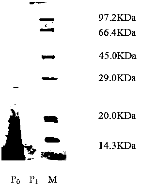 A kind of retinoid nanoparticles and preparation method thereof