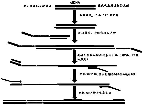 Linkers, primer sets, kits and library building methods for cfDNA library building