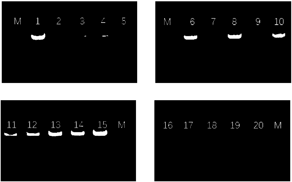 Complete set primer for detecting HIV-1 drug-resistant mutation site and its application