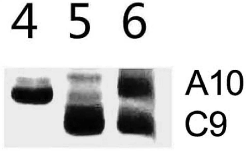Molecular markers for identification of a10 and c09 chromosome segregation in hybrids between Chinese cabbage and Ethiopian mustard and their progeny