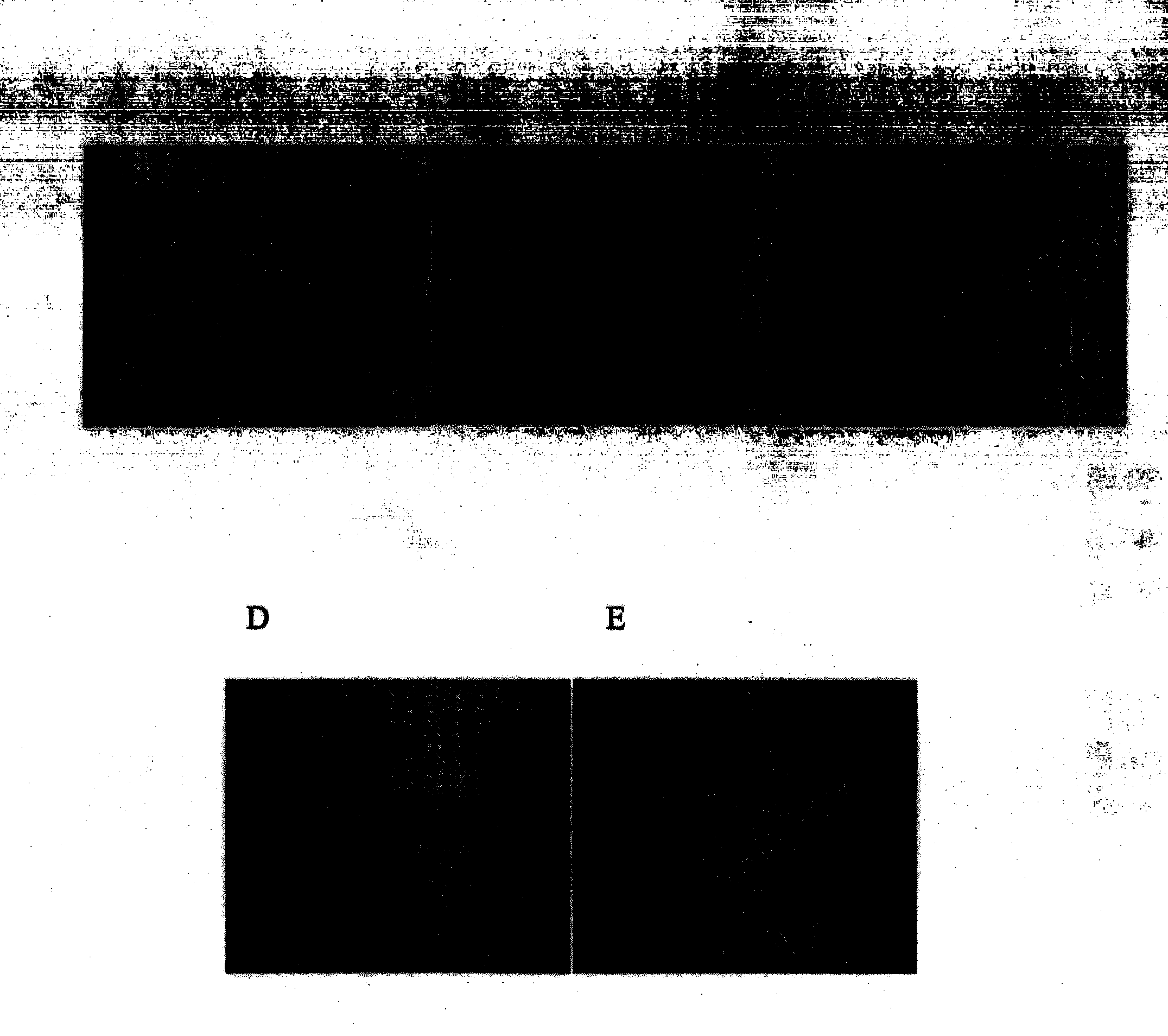 Pilos antler extraction method and pilos antler extract obtained by same