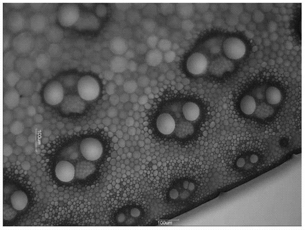 A method for rapid section staining of Miscanthus