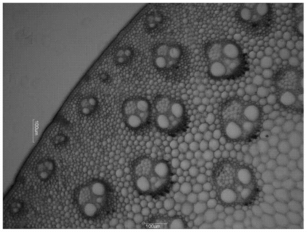 A method for rapid section staining of Miscanthus