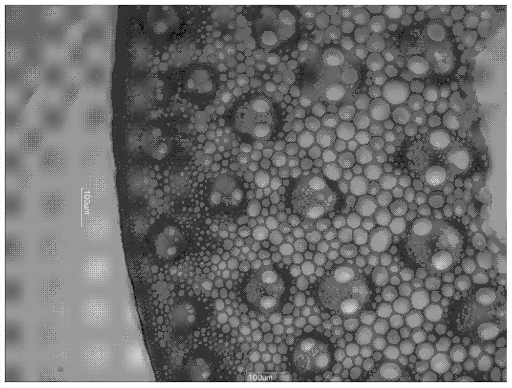 A method for rapid section staining of Miscanthus