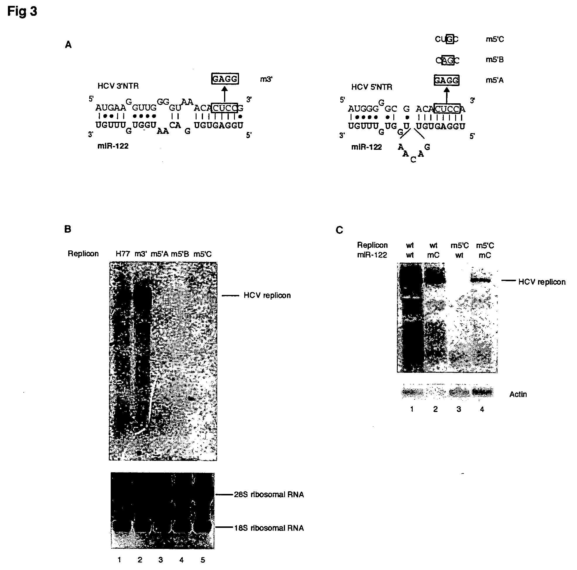 Methods and compositions for reducing viral genome amounts in a target cell