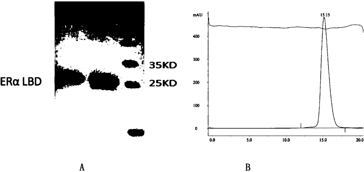 Stable polypeptide used for resisting estrogenic receptor alpha and application thereof