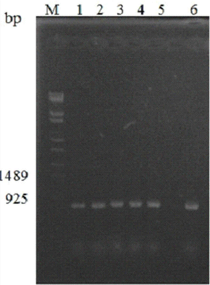 Method for efficient preparation of linear DNA based on simple large-scale PCR