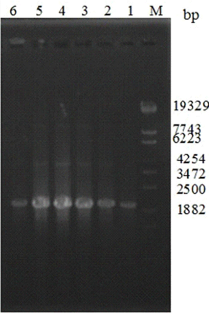 Method for efficient preparation of linear DNA based on simple large-scale PCR