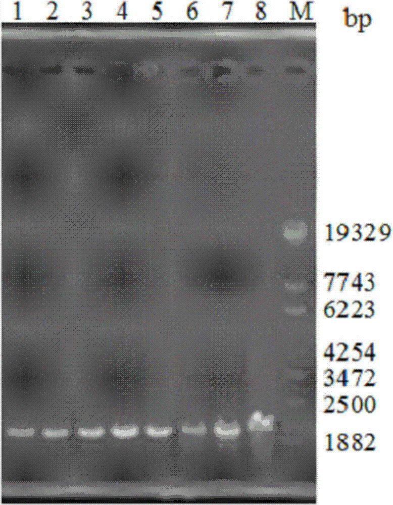 Method for efficient preparation of linear DNA based on simple large-scale PCR