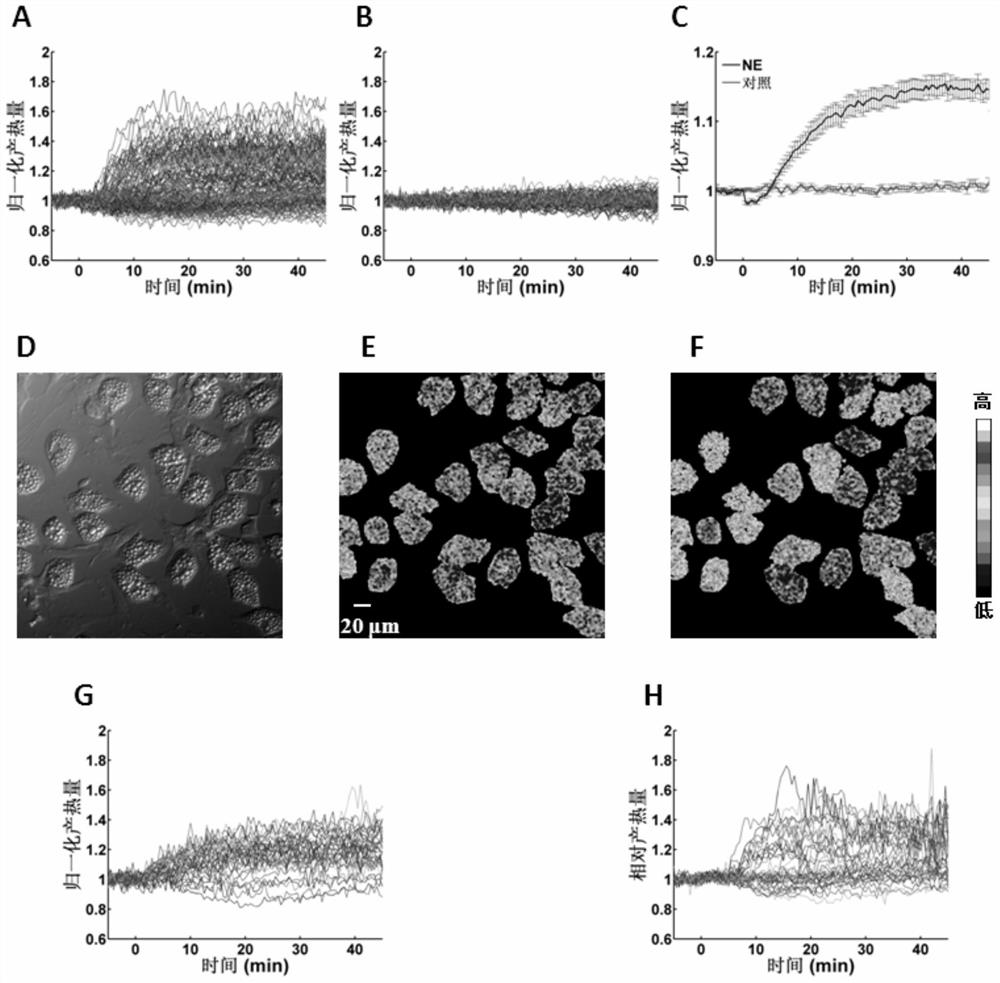 Application of thermogenesis-enhancing compounds to enhance thermogenesis induced by norepinephrine-like compounds in brown adipocytes