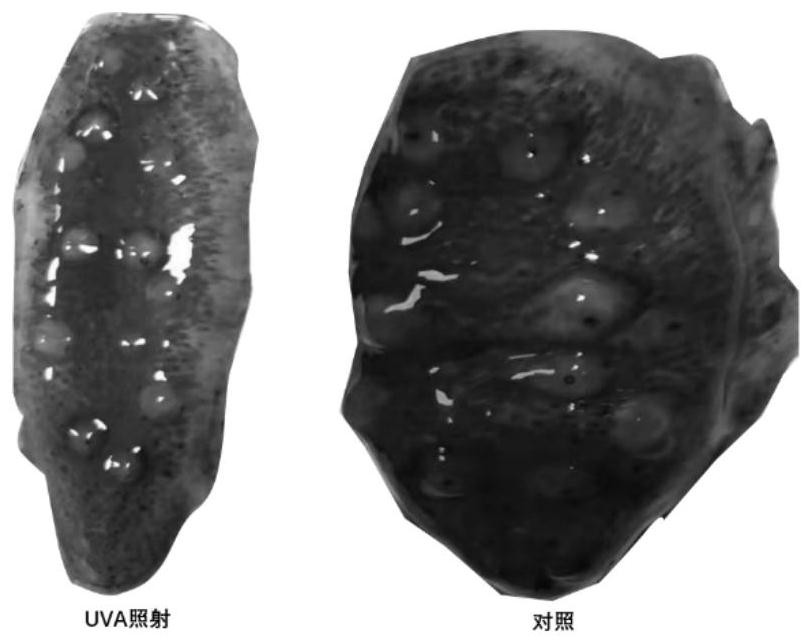 Composition for inhibiting skin decomposition of stichopus japonicus and application