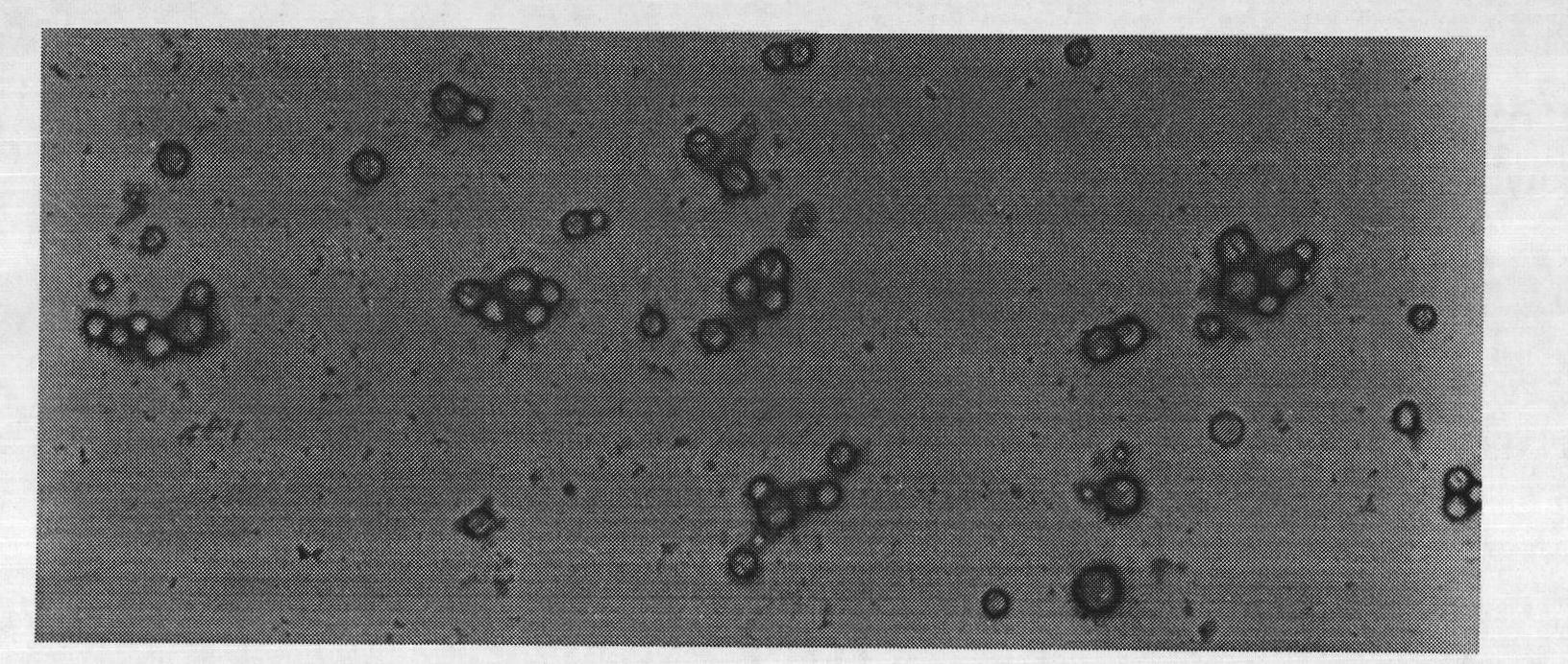 Preparation method of polyene-containing taxol nanoparticle mixed micelle preparation and freeze-drying agent