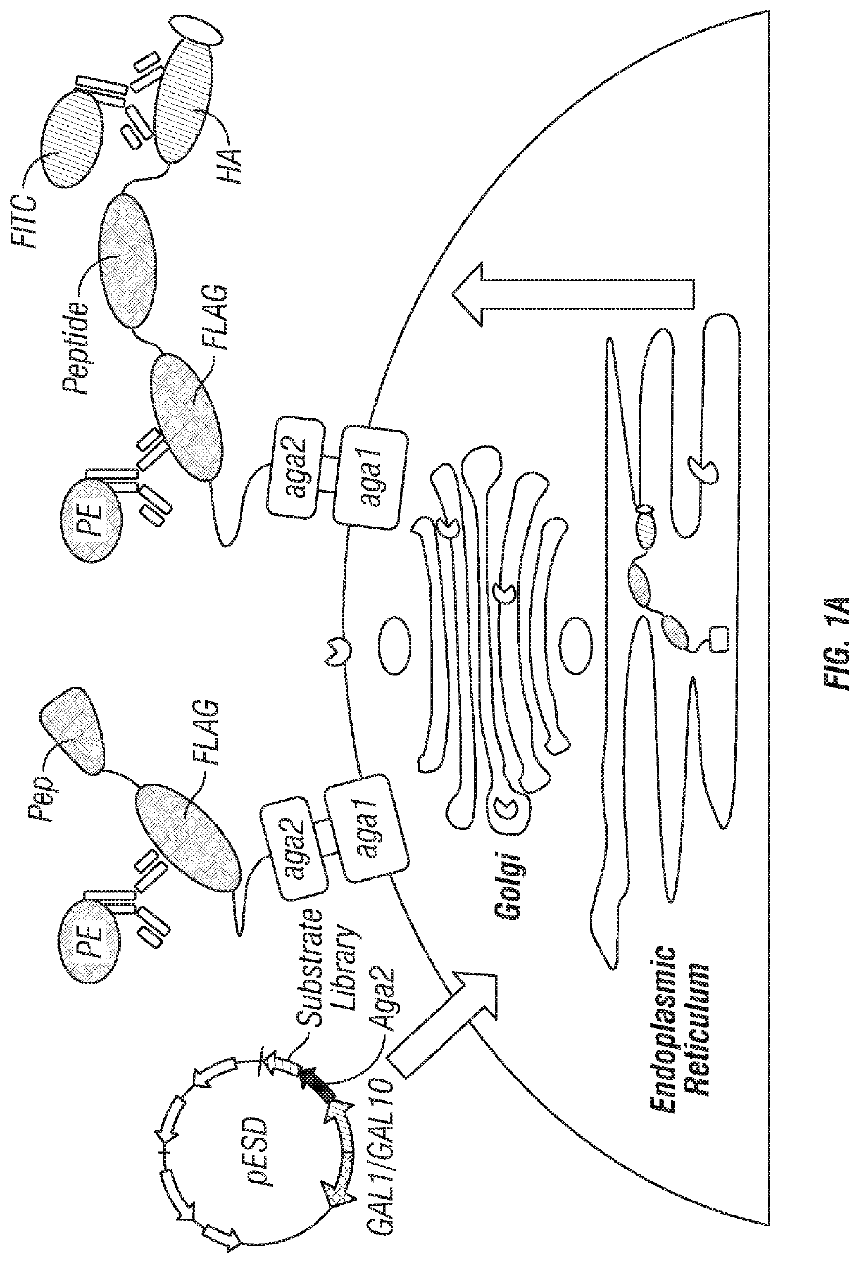 Methods for generating engineered enzymes