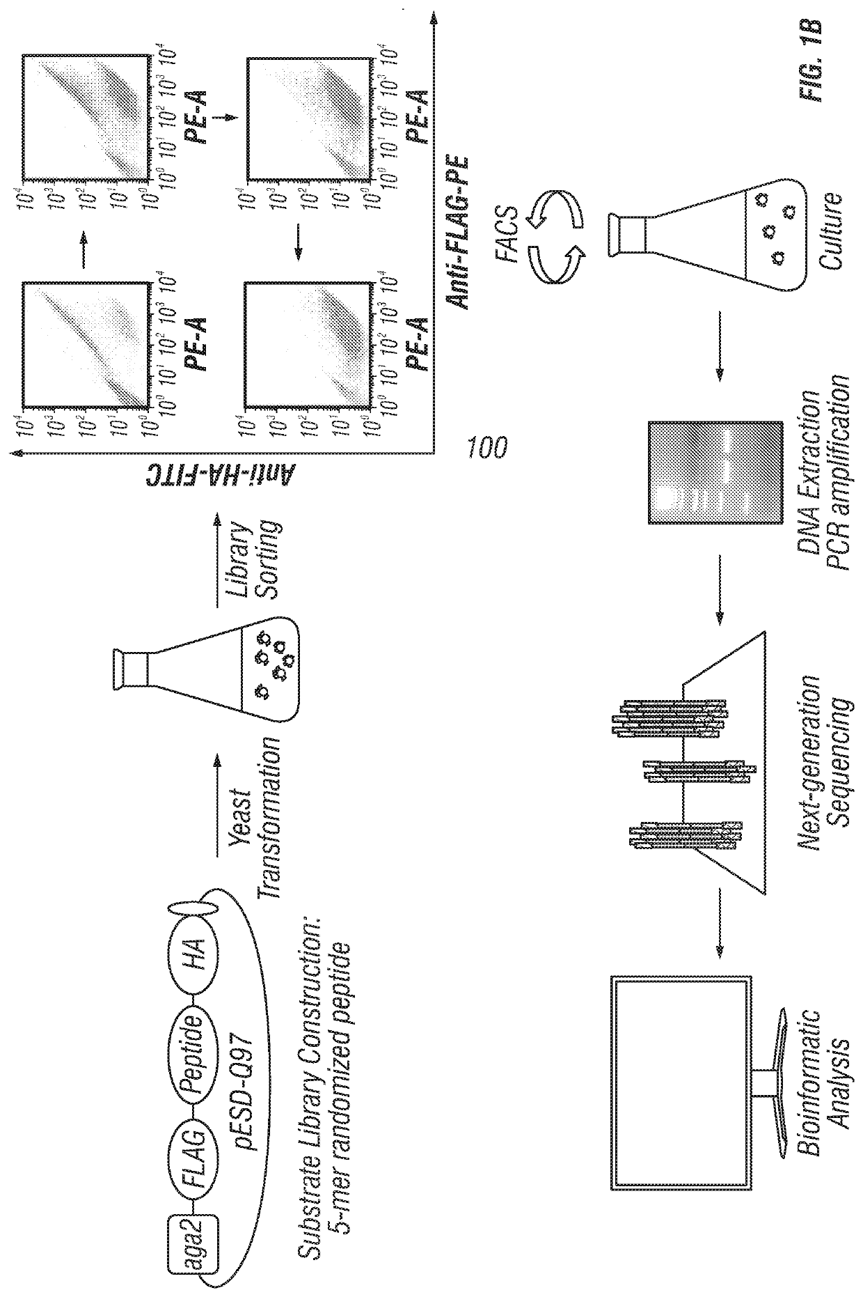 Methods for generating engineered enzymes