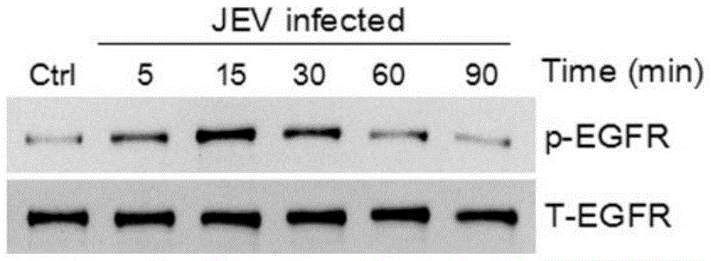 Application of EGFR (Epidermal Growth Factor Receptor) inhibitor in preparation of medicine for treating JE (Japanese Encephalitis)