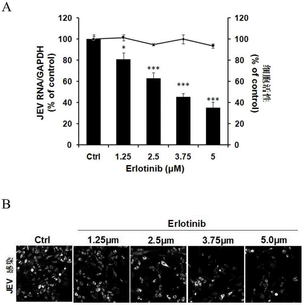 Application of EGFR (Epidermal Growth Factor Receptor) inhibitor in preparation of medicine for treating JE (Japanese Encephalitis)