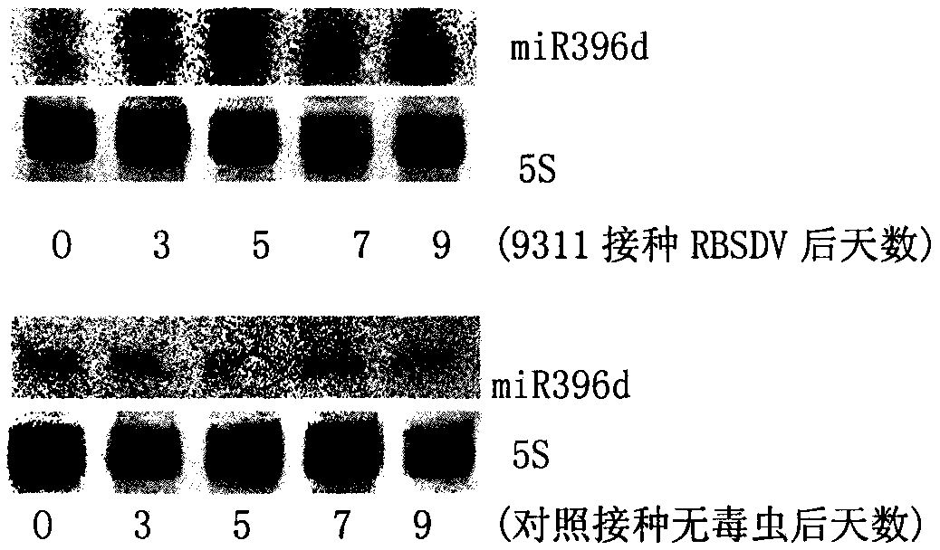 Osa-miR396d responding to rice black streaked dwarf virus infection, and application and production method thereof