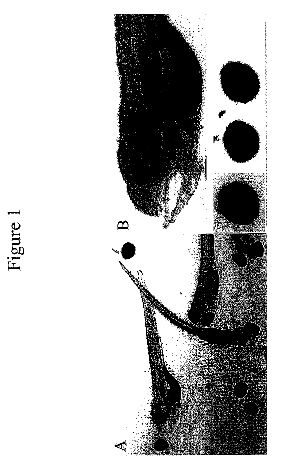 Methods of screening an agent for an activity in an isolated eye of a teleost