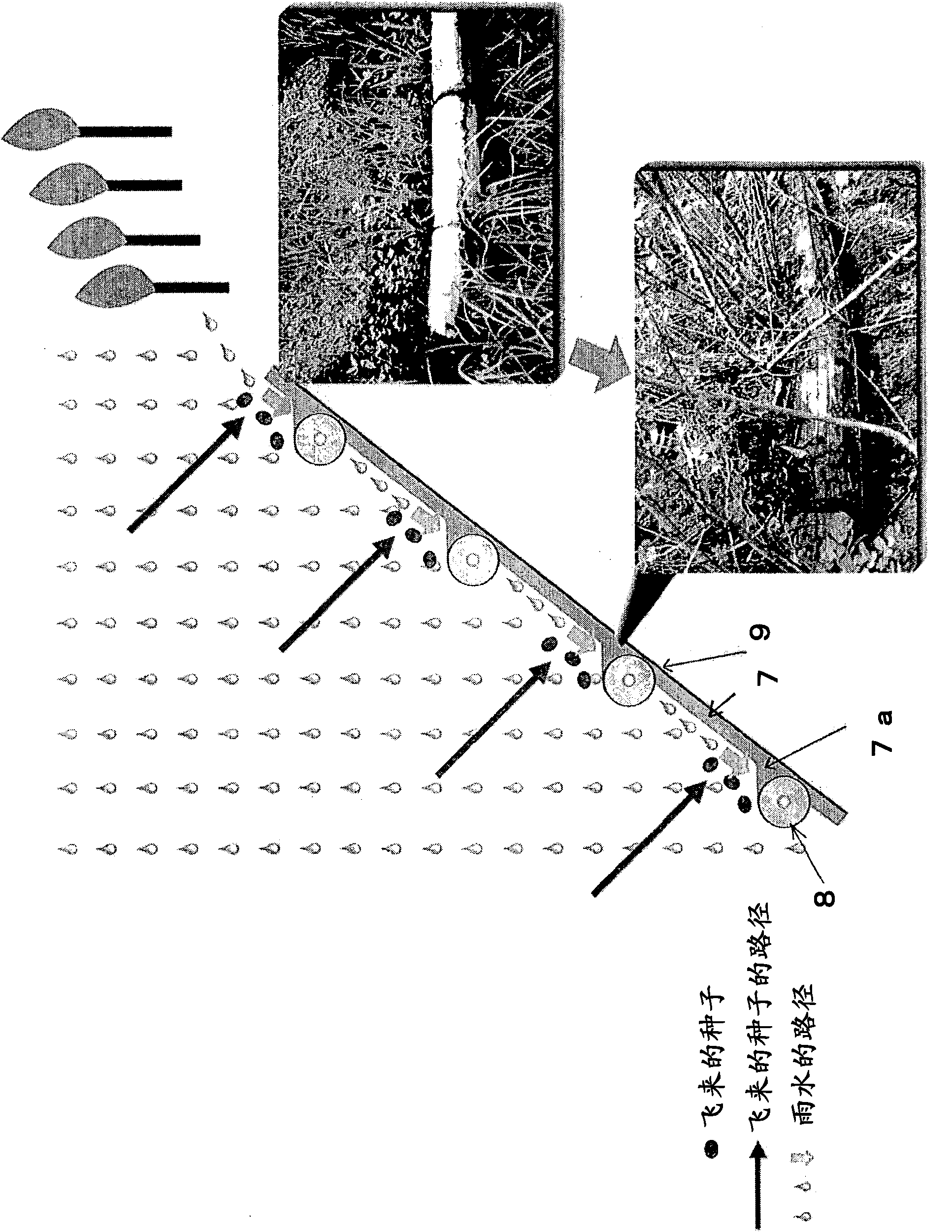 Slope afforesting construction method