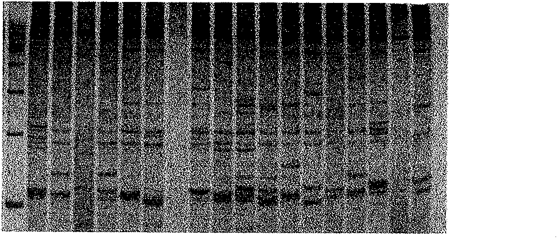 Silver staining method of polyacrylamide gel