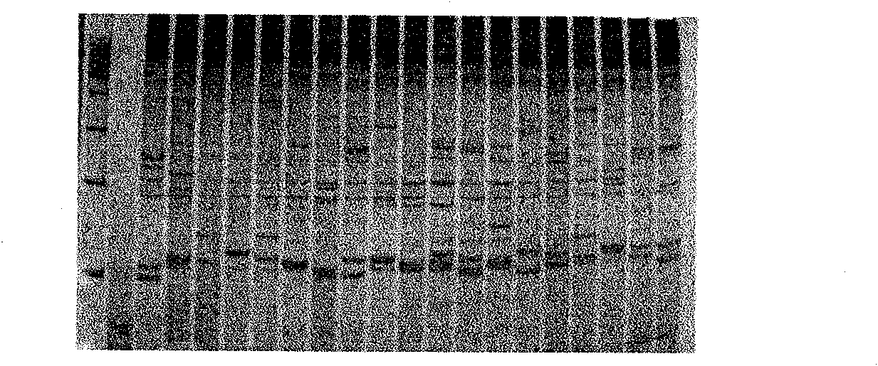 Silver staining method of polyacrylamide gel