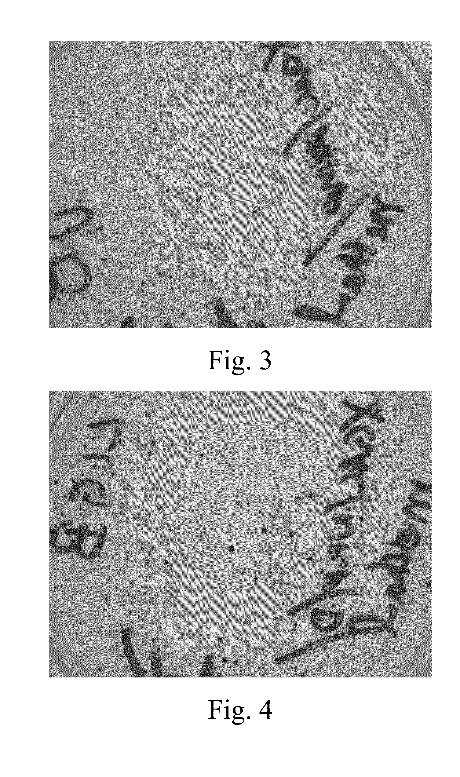 Non-toxic solvent for chromogenic substrate solution and uses thereof