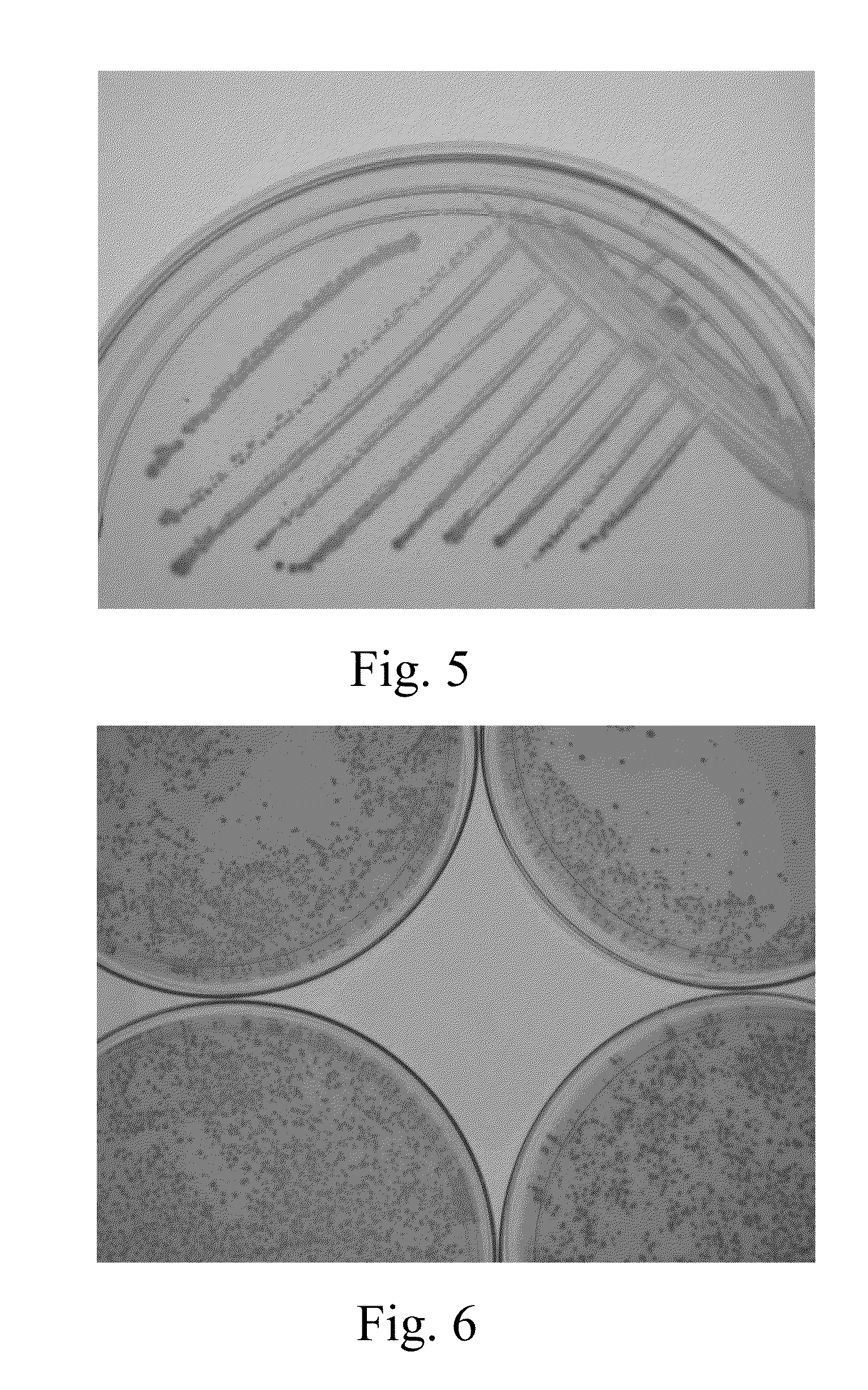Non-toxic solvent for chromogenic substrate solution and uses thereof
