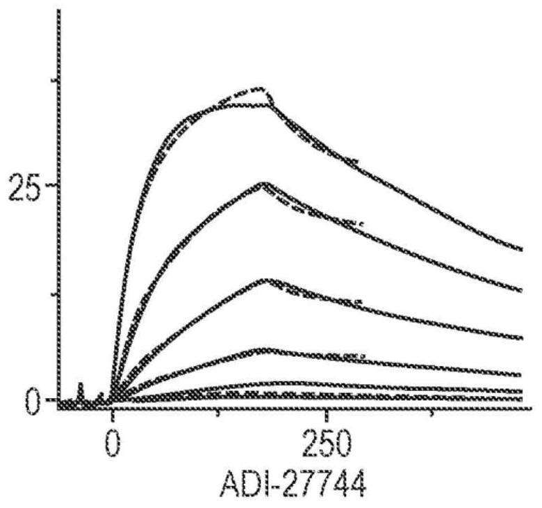 Antibody variable domains targeting the nkg2d receptor