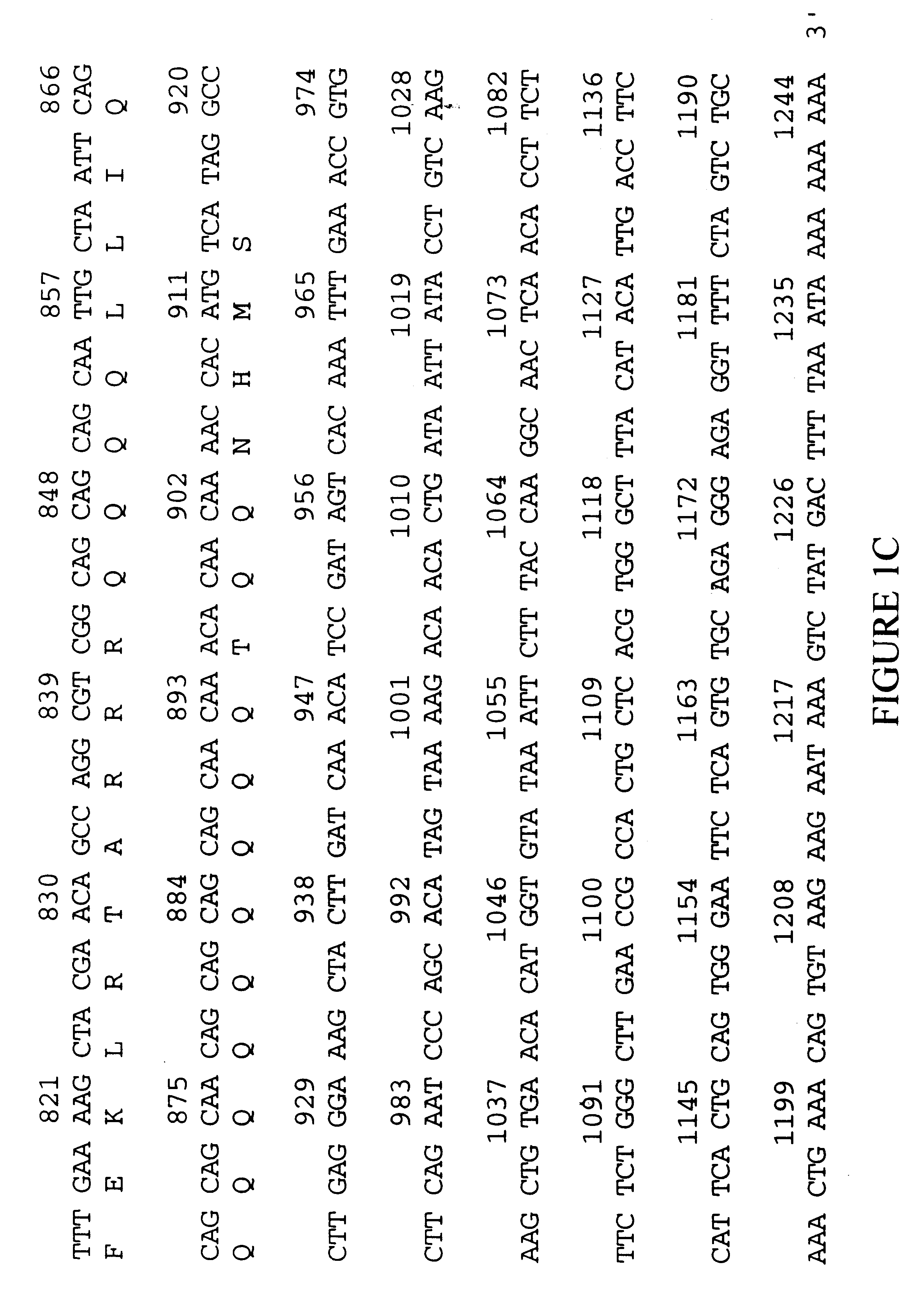 Cell junction PDZ protein