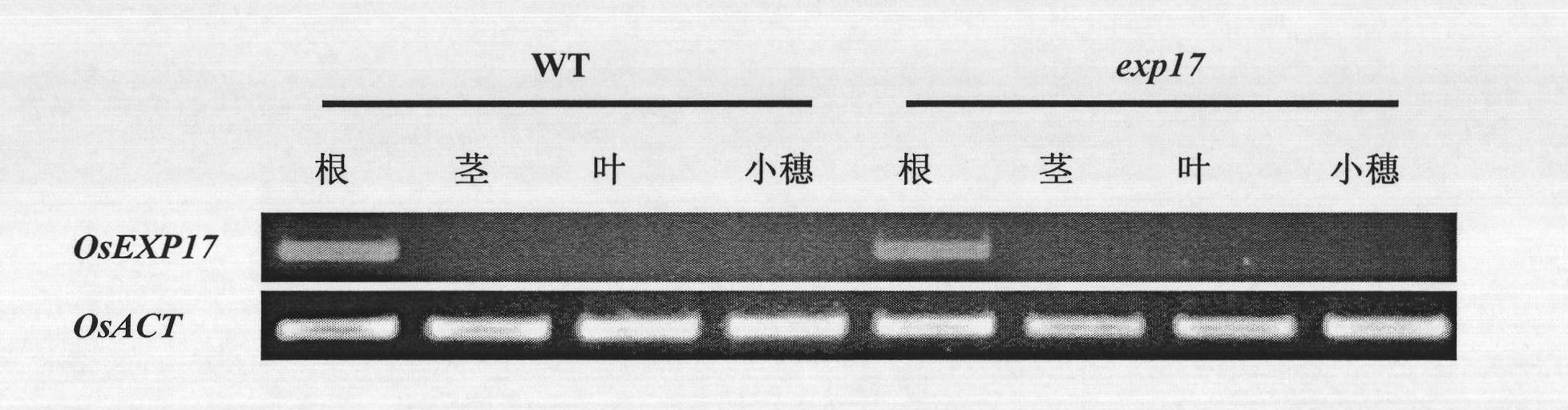 Rice root hair elongation regulatory gene OsEXP17 promoter and ...