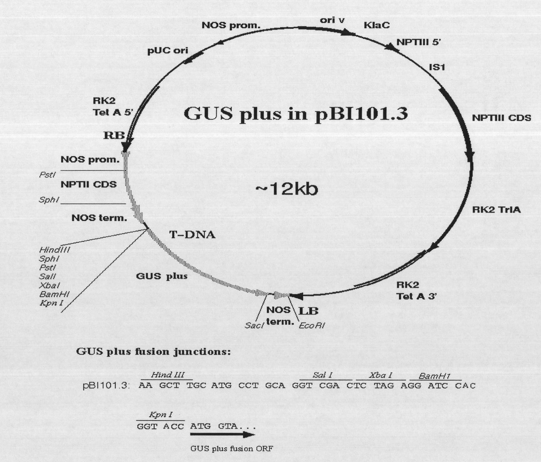 Rice root hair elongation regulatory gene OsEXP17 promoter and ...