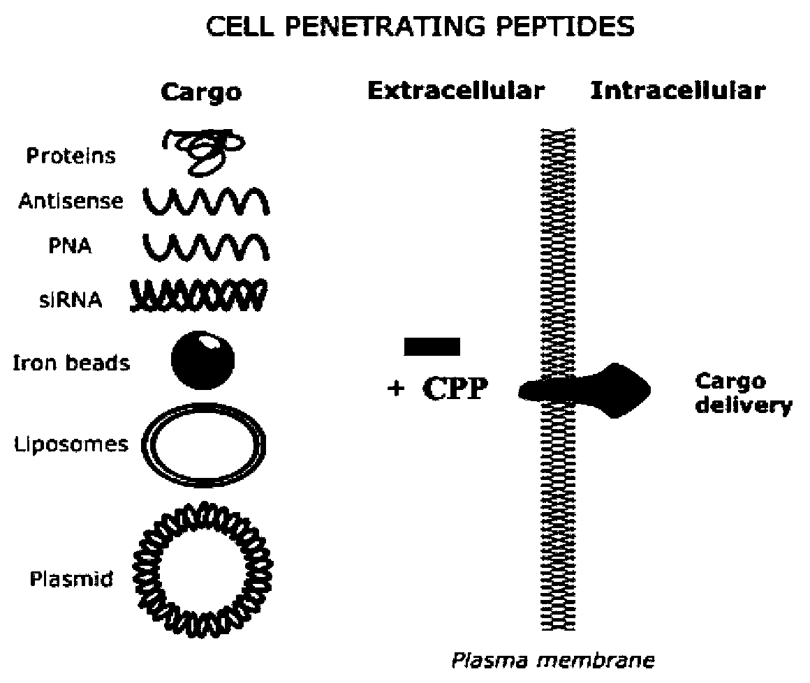 Cell permeable peptide hPP3 and usage thereof