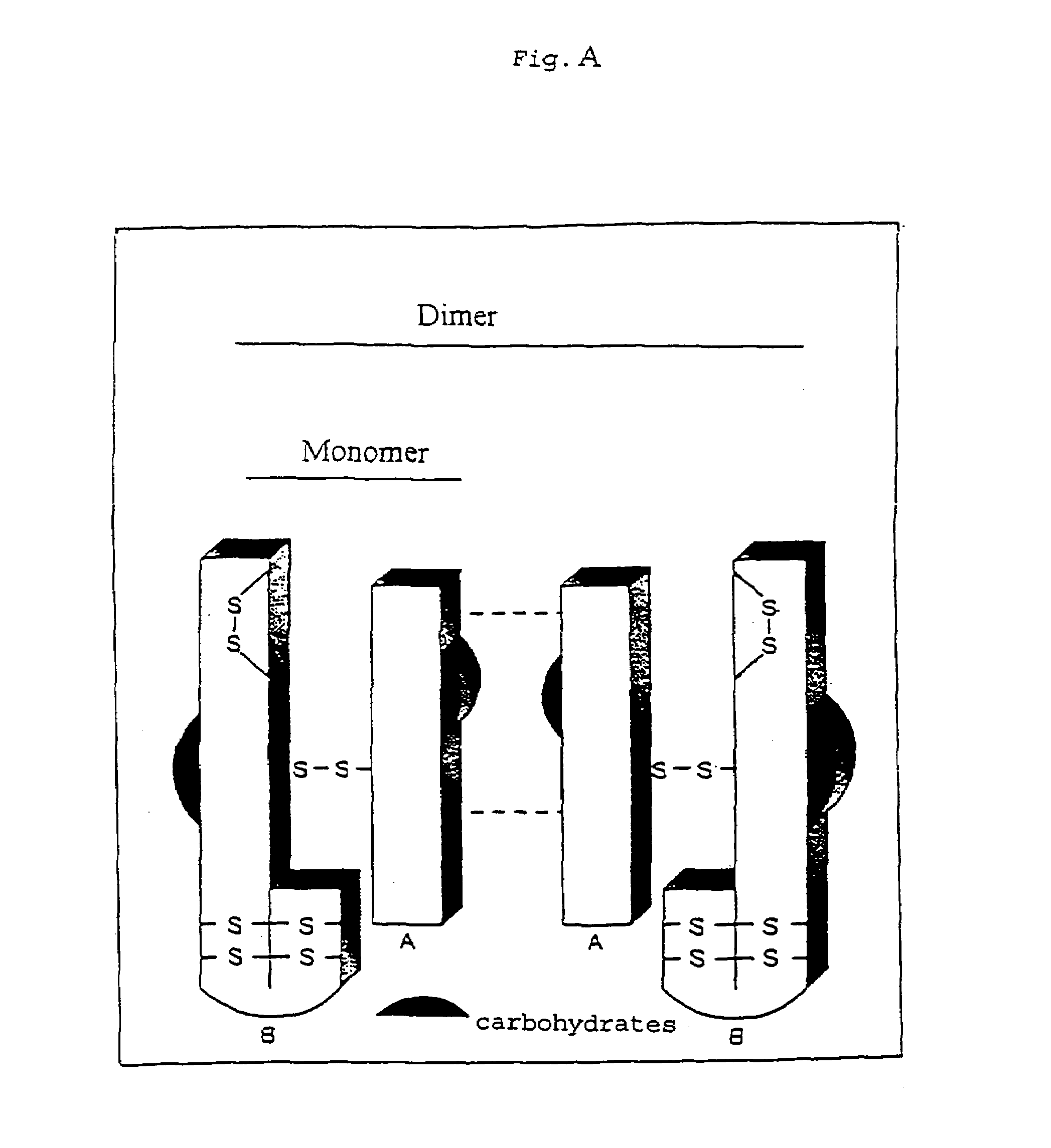 Recombinant mistletoe lectin