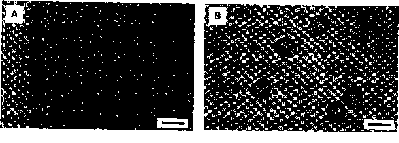 Method for preventing cell-carrying sodium alginate microcapsule from shrinking