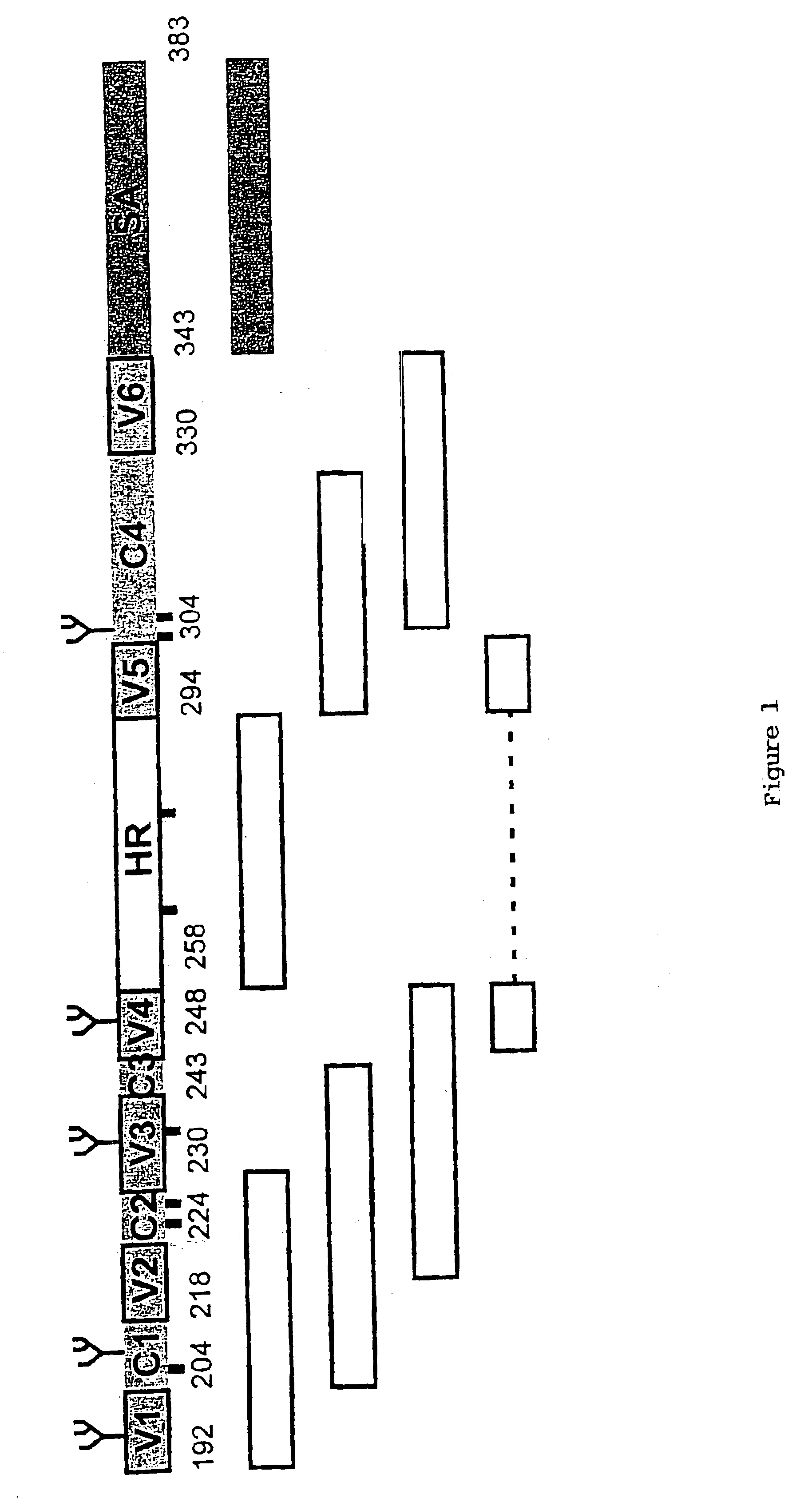 Multi-mer peptides derived from hepatitis C virus envelope proteins for diagnostic use and vaccination purposes
