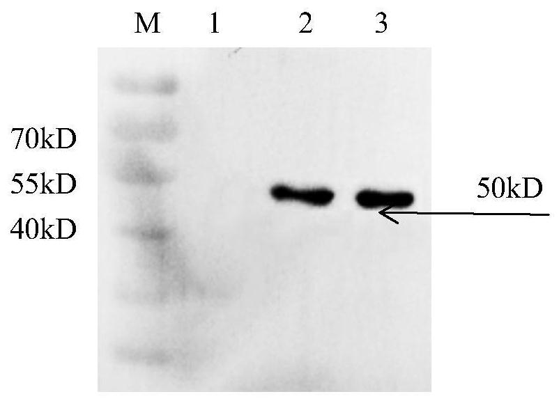 Liposome-encapsulated recombinant veterinary growth-promoting protein as well as preparation method and application of liposome-encapsulated recombinant veterinary growth-promoting protein