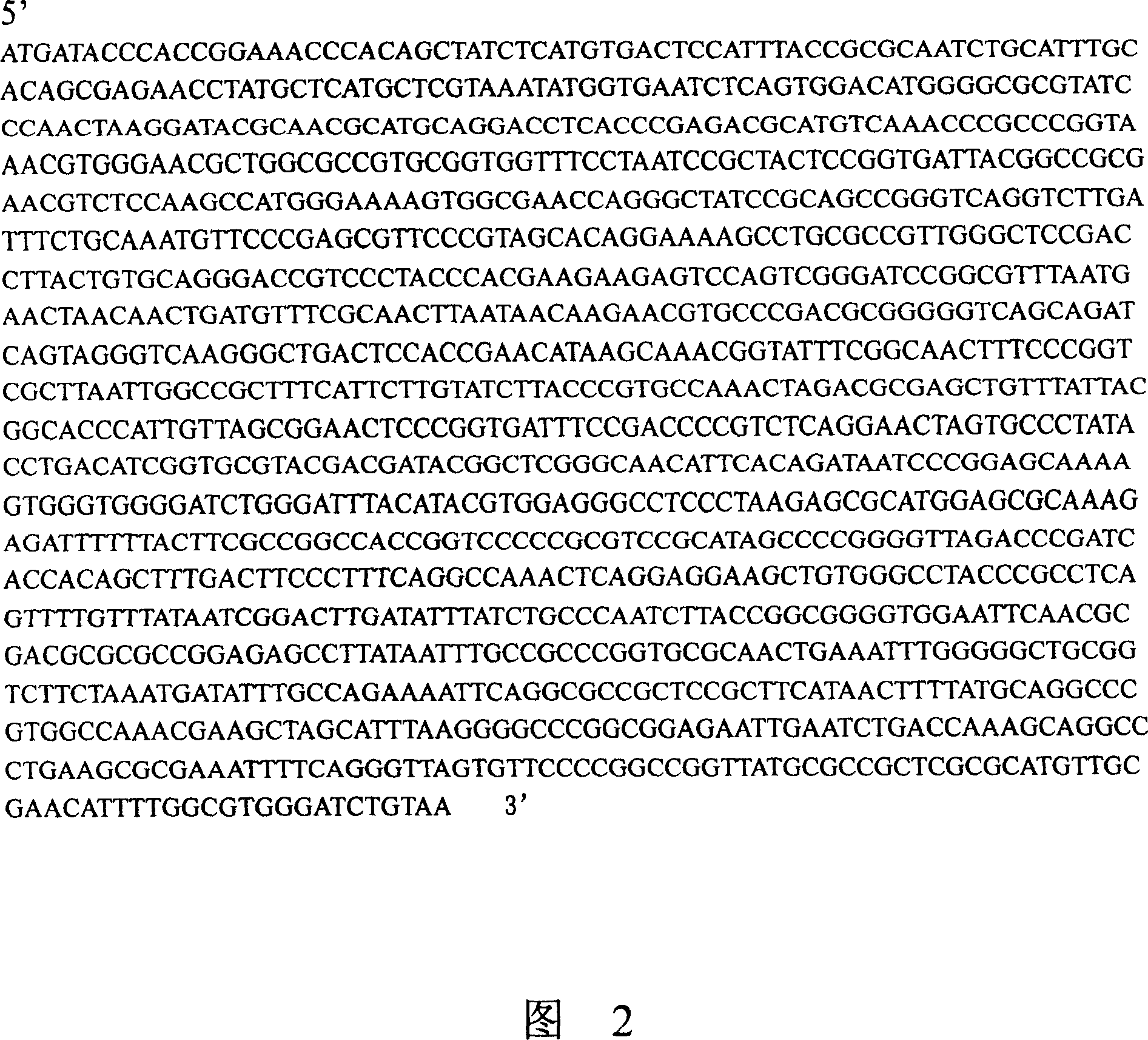 High specific activity phytase gene and its efficient expression