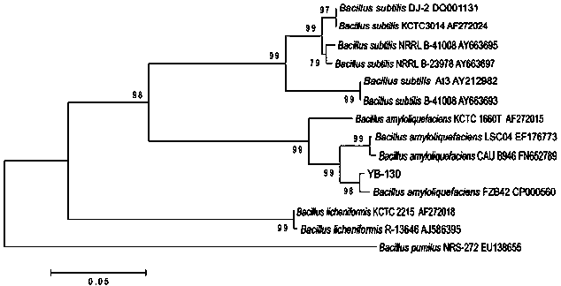 Bacillus amyloliquefaciens YB-130, and microbial preparation and application thereof