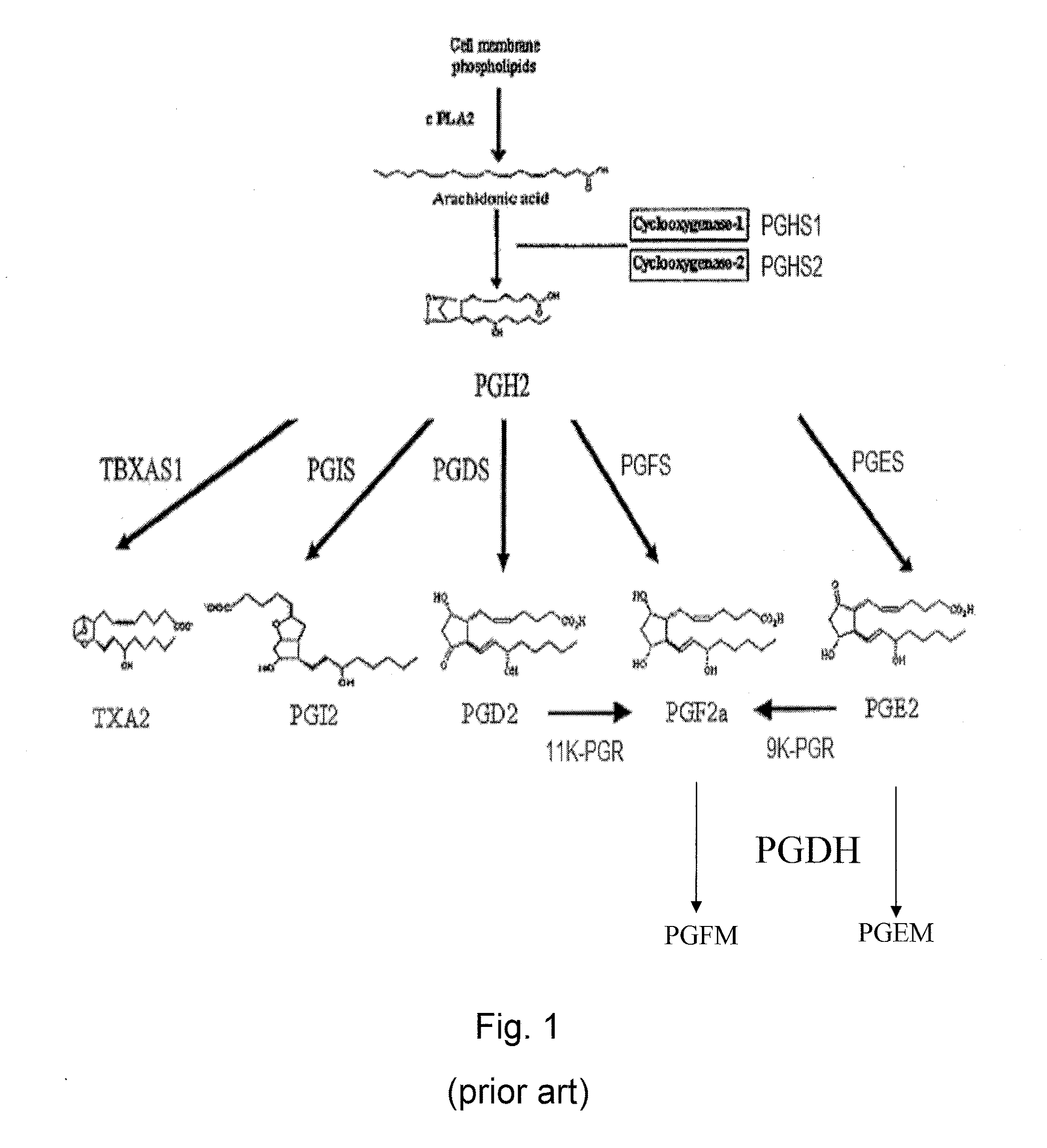 Methods for the regulation of the prostaglandin f synthase (PGFS) activity of akr1b1 and uses thereof