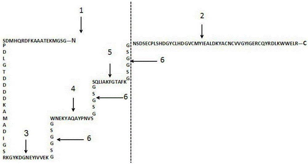 A recombinant polypeptide for treating tumors