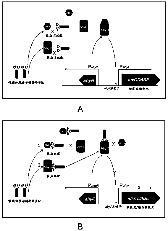 Method for rapidly screening bacterial quorum sensing inhibitor (QSI) by utilizing luminescence method