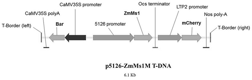 Using the p5126-zmms1m construct to create a maize dominant male sterile line and its application method for breeding and production