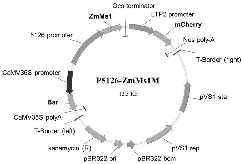 Using the p5126-zmms1m construct to create a maize dominant male sterile line and its application method for breeding and production