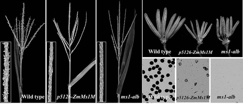 Using the p5126-zmms1m construct to create a maize dominant male sterile line and its application method for breeding and production